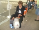 dog-show-28